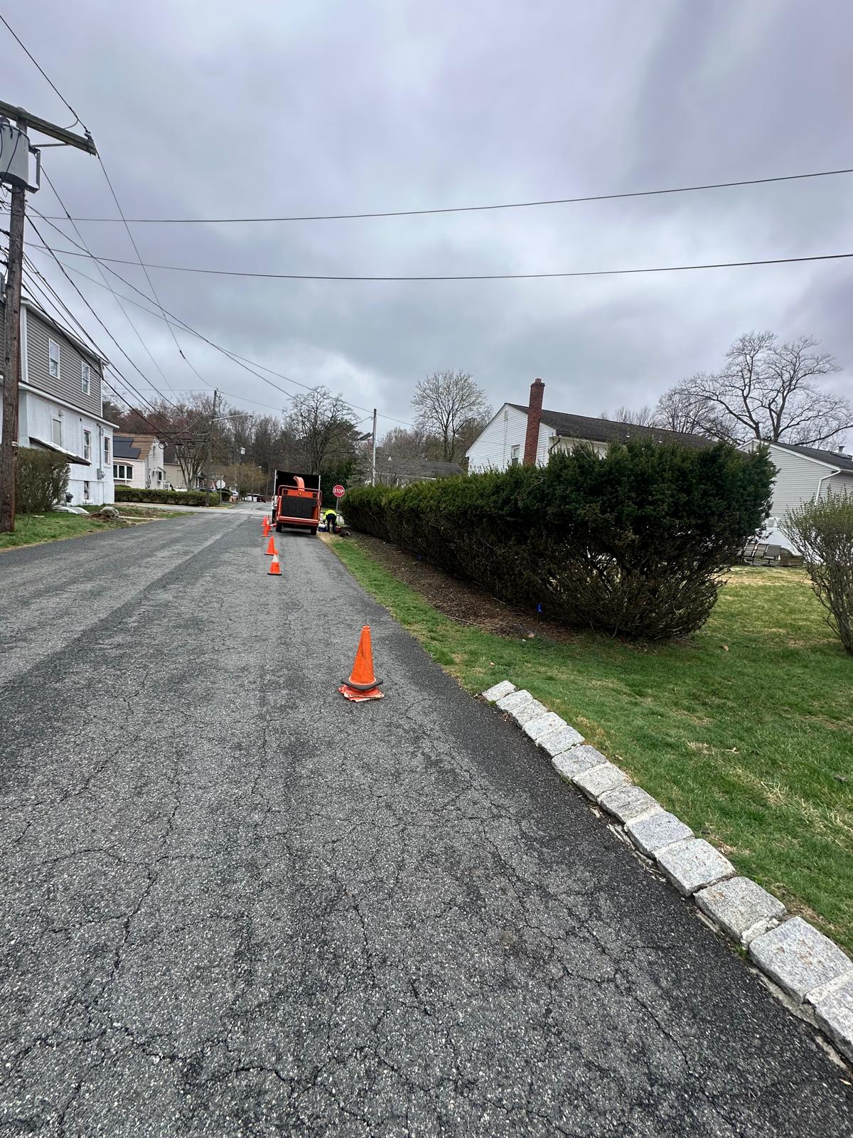 Before tree removal in Emerson NJ - hazardous tree near residential property